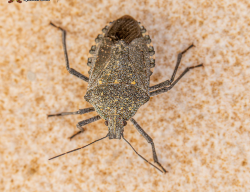 What Causes a Stink Bug Infestation in Wisconsin Homes Every Fall?