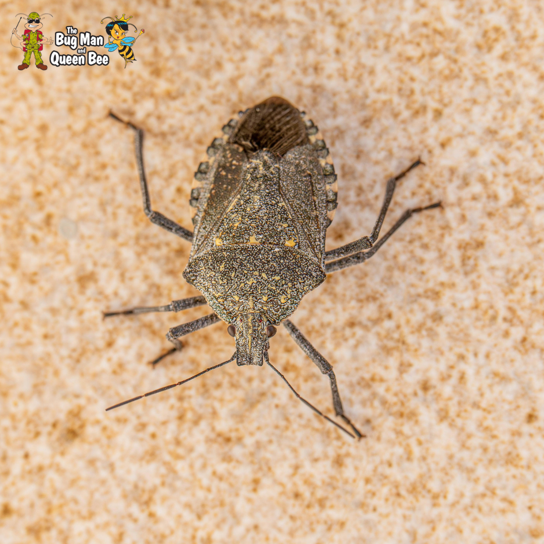 stink bug infestation
